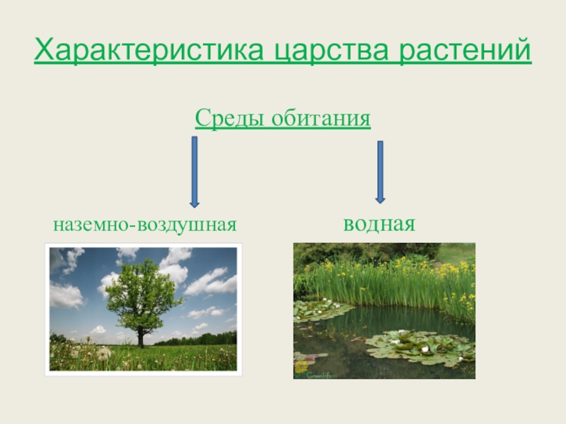 Проект по биологии царство растений 5 класс