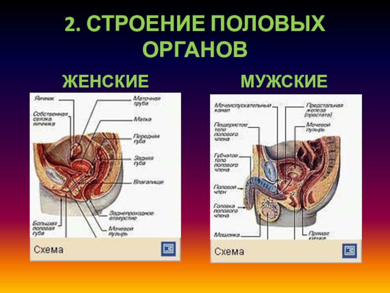 Структура пола