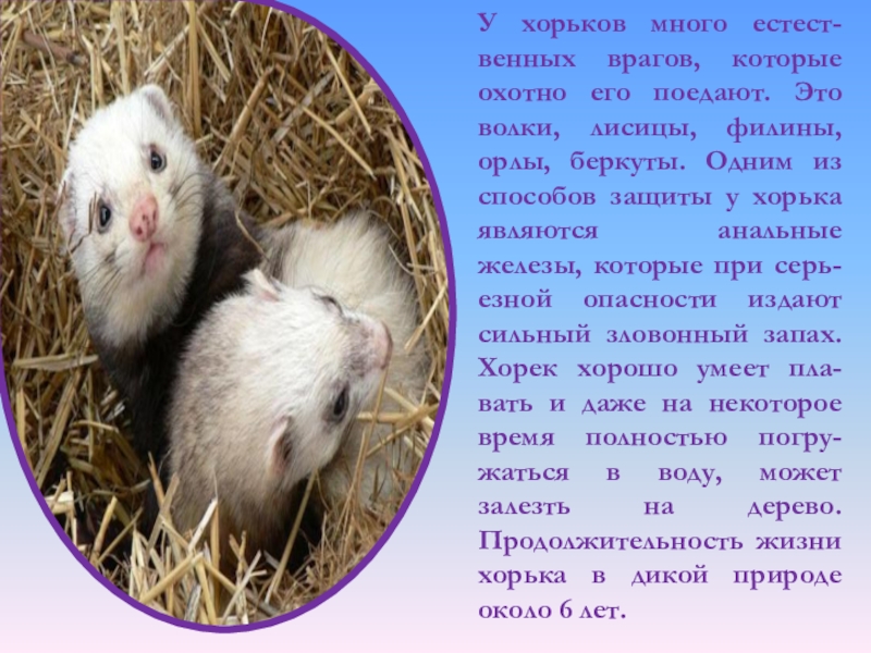 Хорь ночь. Лесной хорь. Животные липецкой области занесенные в красную. Хорек хулиганит. Мех хоря характеристики и разновидности.