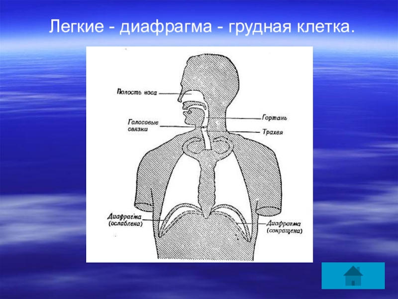 Диафрагма грудной клетки. Лёгкие и диафрагма. Легочная диафрагма. Грудная клетка диафрагма легкие.