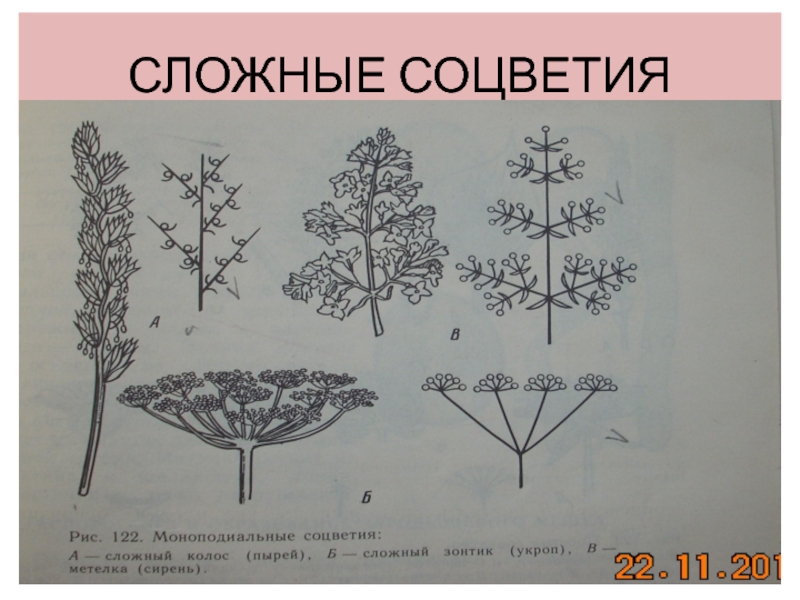 Подорожник простое или сложное соцветие