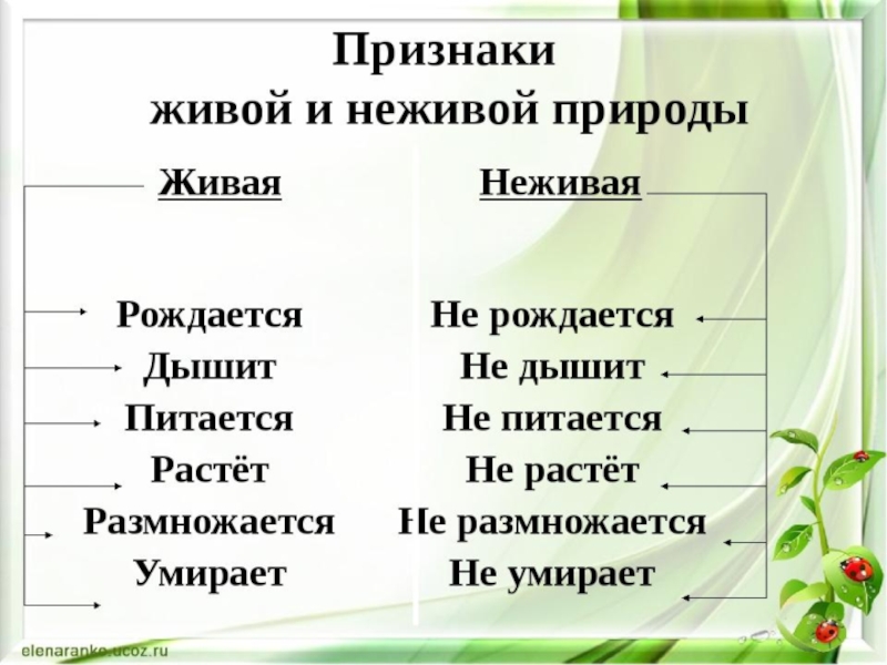 Отличие организмов от объектов неживой природы. Признаки живой и неживой природы. Таблица Живая и неживая природа. Критерии живой и неживой природы. Признаки объектов живой природы.