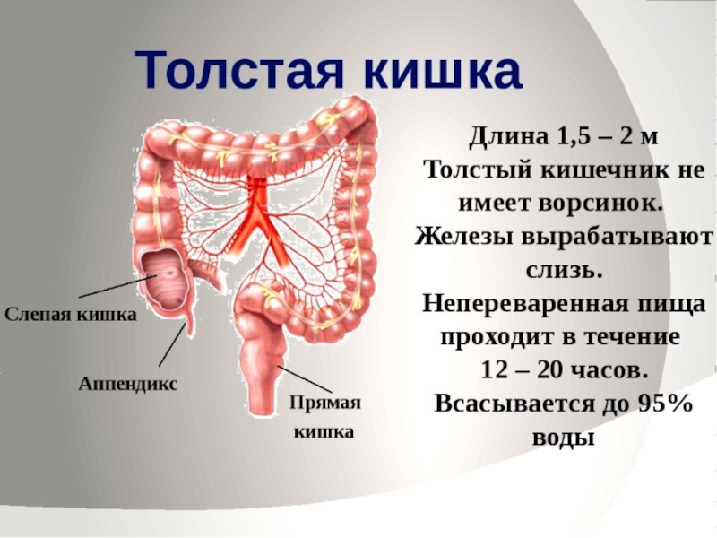 Кишки человеческие рисунок анатомия и физиология