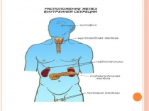 Презентация по биологии на тему: Роль гормонов в организме человека