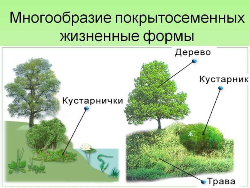 Проект покрытосеменные 6 класс