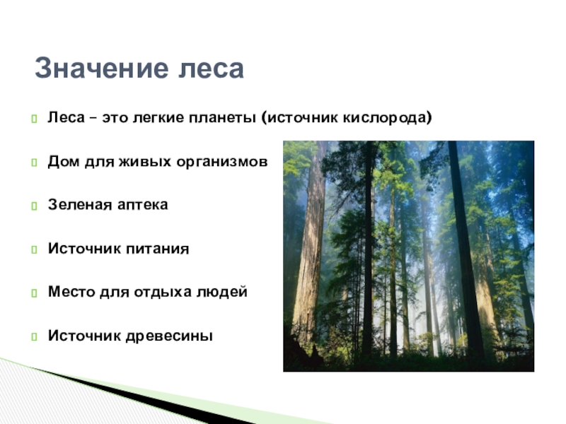 Лесная речь. Лес источник кислорода. Значение лесов для планеты. Значение древесины. Значимость леса для отдыха.