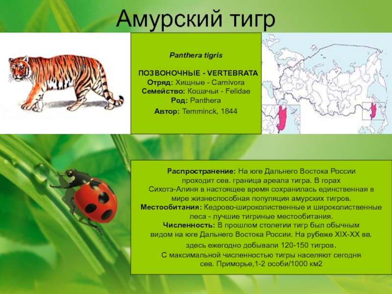 Где обитает природная. Амурский тигр природная зона. Амурский тигр природная зона обитания в России. Природная зона Амурского тигра. Географический критерий Амурского тигра.