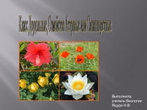 Презентация кпо биологии на тему Семейство Сложноцветные