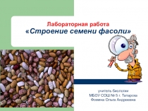Лабораторная работа Строение семени фасоли
