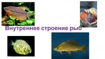 Презентация по биологии на тему Внутреннее строение рыб (8 класс)