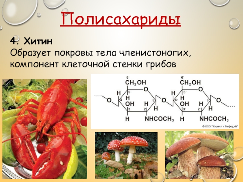 Полисахариды презентация по химии