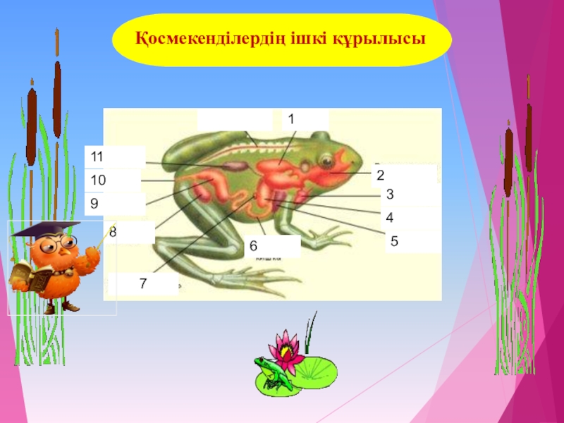 7 сынып презентация