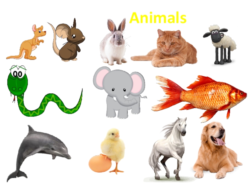 Do you like animals. Спотлайт 2 класс Аnimals. Спотлайт 2 my animals. Спотлайт 2 животные. Spotlight животные.