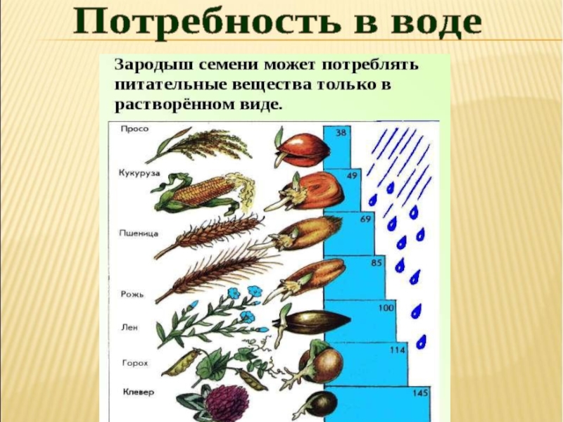 Биология 6 класс прорастание семян презентация 6 класс