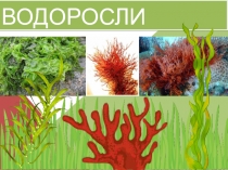 Презентация по теме Водоросли