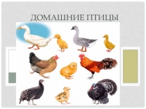 Презентация для детей младшего и среднего дошкольного возраста Домашние птицы