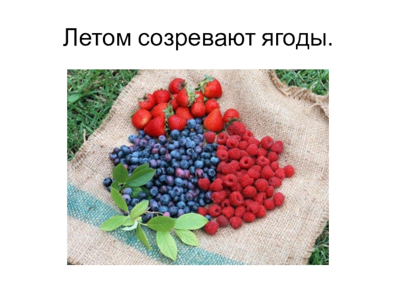 Созревают ягодки. Летом созревают ягоды. Первая поспевающая ягода. Летом поспевают ягоды. Лето какие ягоды созревают.