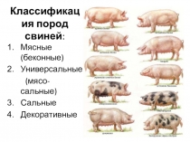 Презентация по животноводству на тему Породы свиней
