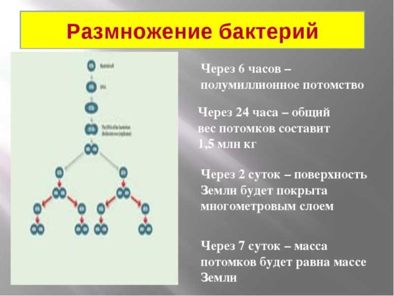 Бактерии размножаются. Скорость размножение бактерий схема. Размножение бактерий схема 5 класс. Способы деления бактерий. Схема размножения микроорганизмов.