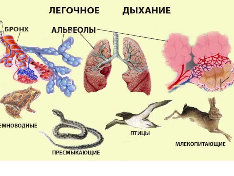 Особенности дыхания зверей. Система органов дыхания животных. Строение дыхательной системы позвоночных. Дыхательная система Эволюция дыхательной системы. Дыхательные системы разных животных.