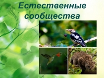 Презентация по биологии на тему Естественные сообщества (11класс)