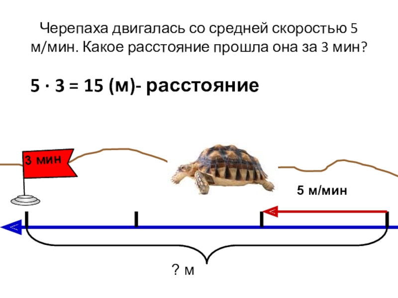 Какое расстояние проходит. Скорость черепахи. Черепаха движется со скоростью. Средняя скорость черепахи. Черепаха скорость передвижения.