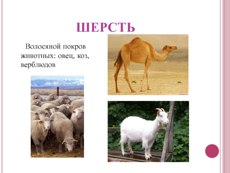 шерсть	Волосяной покров животных: овец, коз, верблюдов
