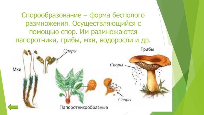 Бесполое размножение происходит с помощью спор и. Спорообразование схема размножения. Схема спорообразования грибов. Формы спорообразования у грибов. Схемы размножения грибов спорообразование.