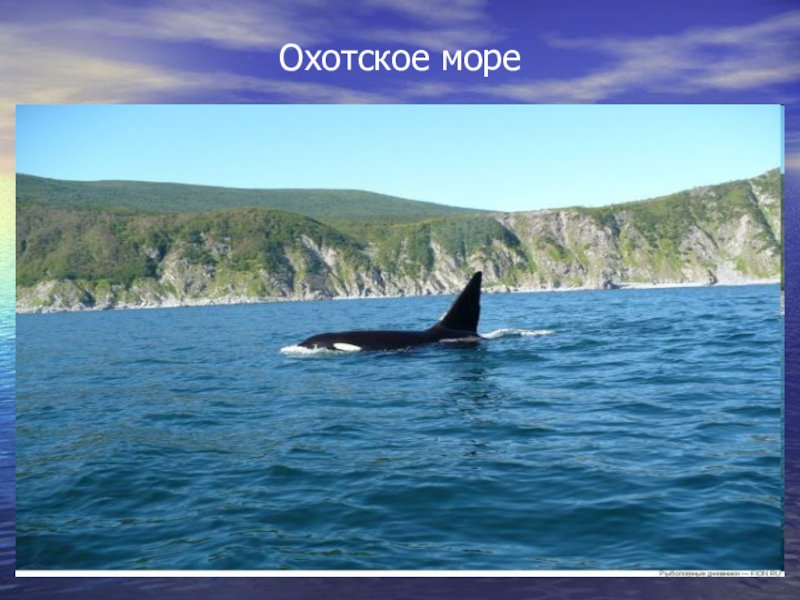 Реки моря окружающий мир 4 класс. Реки Охотского моря. Моря 4 класс окружающий мир. Моря России 4 класс. Охотское море окружающий мир.