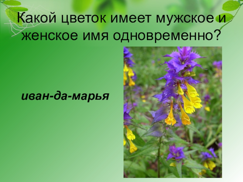 Цветок какое имя. Цветок имеет. Какой цветок имеет мужское и женское имена одновременно. Какой цветок имеет мужское и женское. Мужские названия растений.