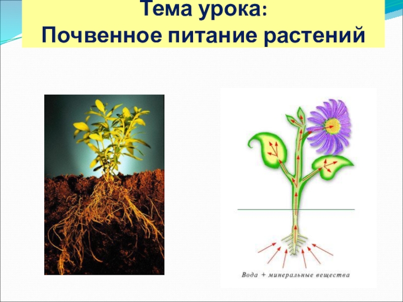 Презентация биология 6. Почвенное питание растений. Питание растений 6 класс биология. Почвенное питание растений 6 класс. Питание растений из почвы.