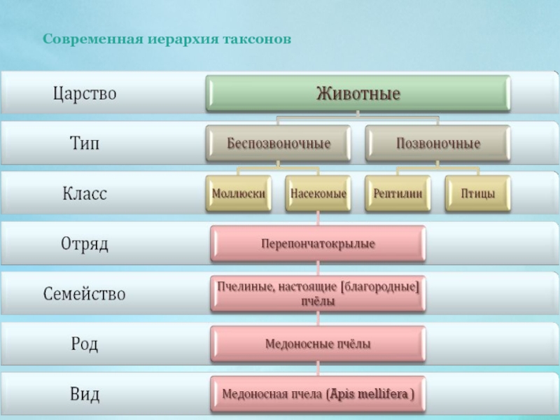 Иерархия в биологии схема