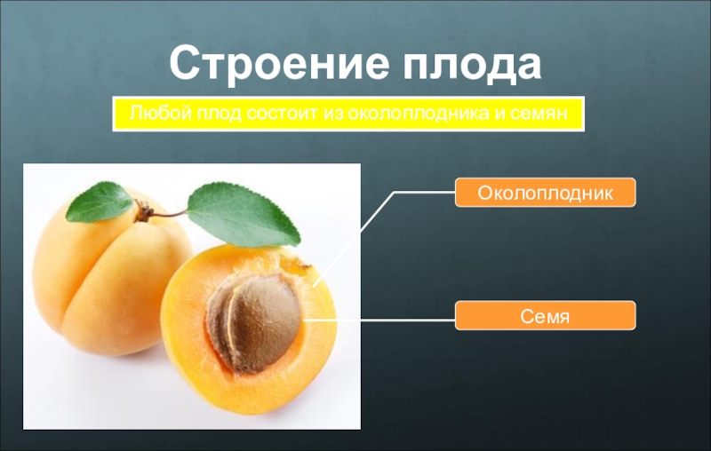 Строение плода околоплодник. Плод орган растения он состоит из околоплодника и семян. Околоплодник это в биологии 6 класс. Строение околоплодника. Околоплодник и семя.