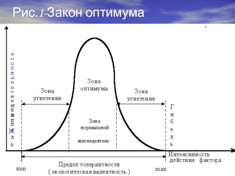 Рисунок закон оптимума