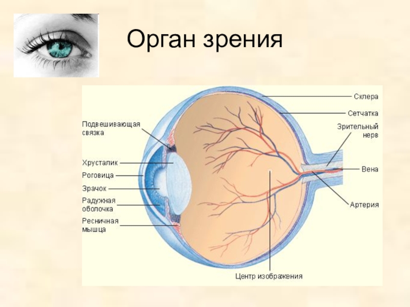 Орган зрения рисунок 3 класс