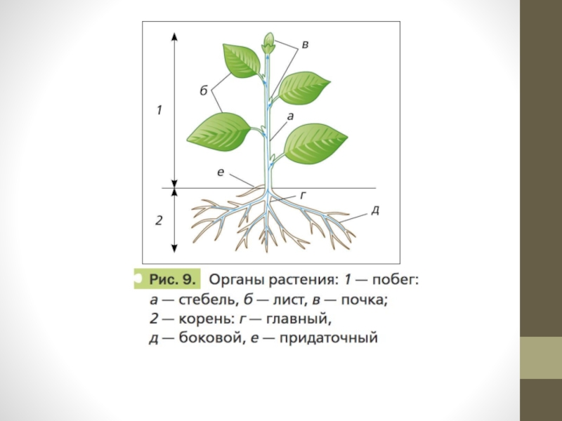 Схема органов растений