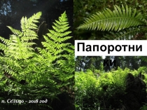 Презентация по биологии на тему Папоротники