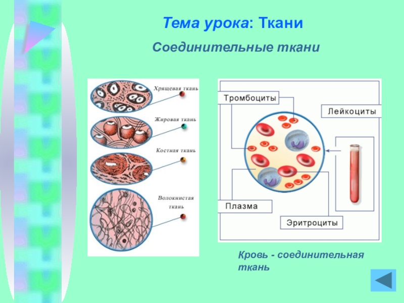 Соединительная ткань рисунок 8 класс