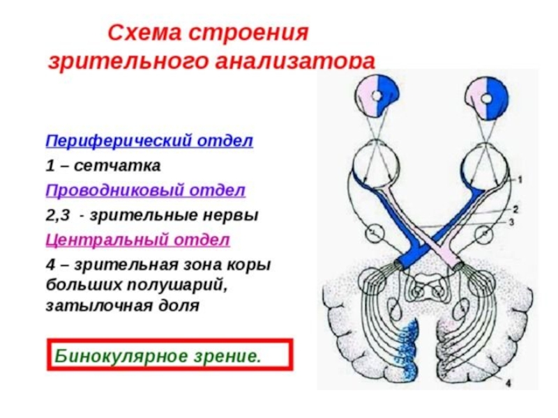 Строение проводникового отдела. Строение периферического отдела зрительного анализатора. Проводниковый отдел зрительного анализатора строение. Функции периферического отдела зрительного анализатора. Отделы зрительного анализатора схема.