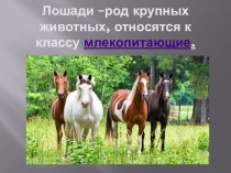 Презентация по окружающему миру Лошадь