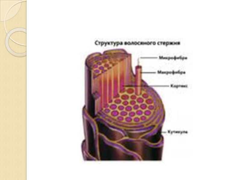 Строение ресницы фото