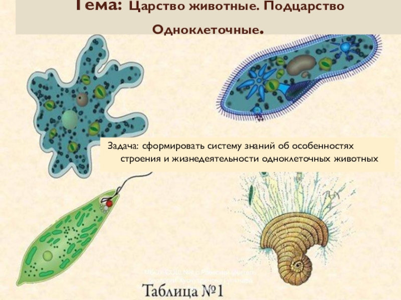 Рисунок одноклеточного животного