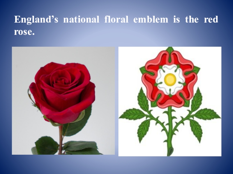 National emblem of england. Red Rose is the National Emblem of England.. National symbols of England. The symbol of England is Red Rose.