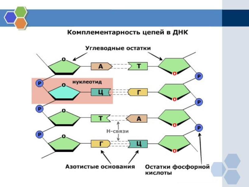 Нуклеотидная последовательность днк и рнк. Принцип комплементарности ДНК схема. Комплементарные связи в ДНК. Тип связи между нуклеотидами в РНК. Строение нуклеотида ДНК.