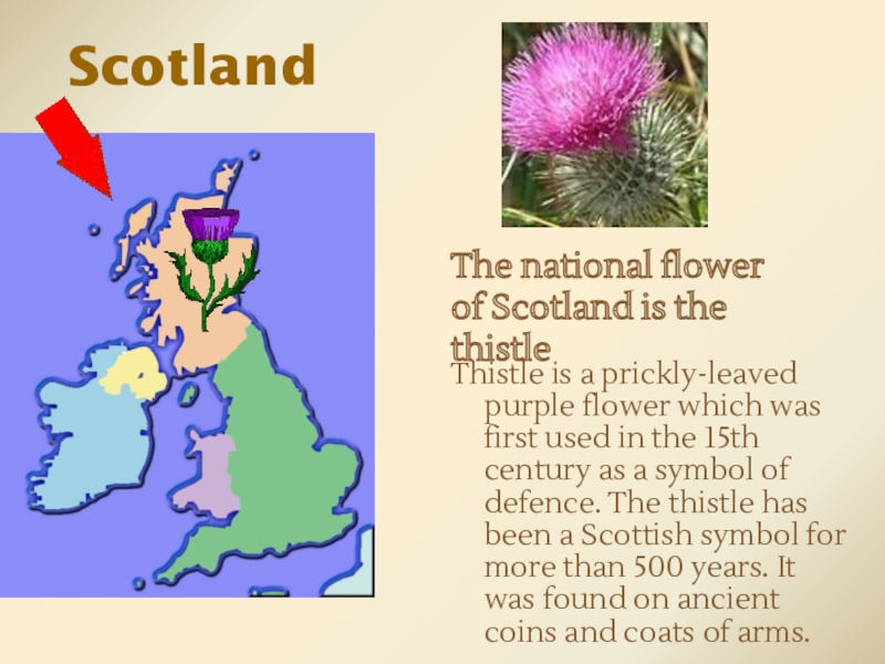 What is the symbol of scotland