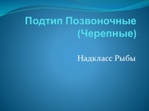 Надкласс Рыбы