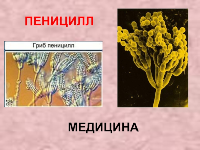 Пеницилл и бактерии. Пеницилл царство. Нитчатый гриб пеницилл. Плесневые грибы пеницилл. Грибница пеницилла микрофотография.