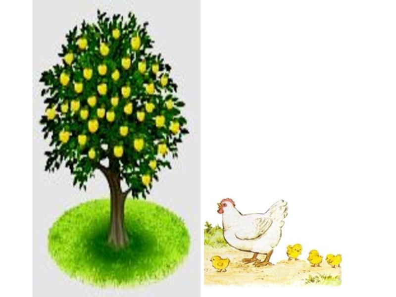 Презентация к уроку О. Поскрёбышева  Курица под яблоней, Бобрята - добрые ребята, Кто объяснит вороне?