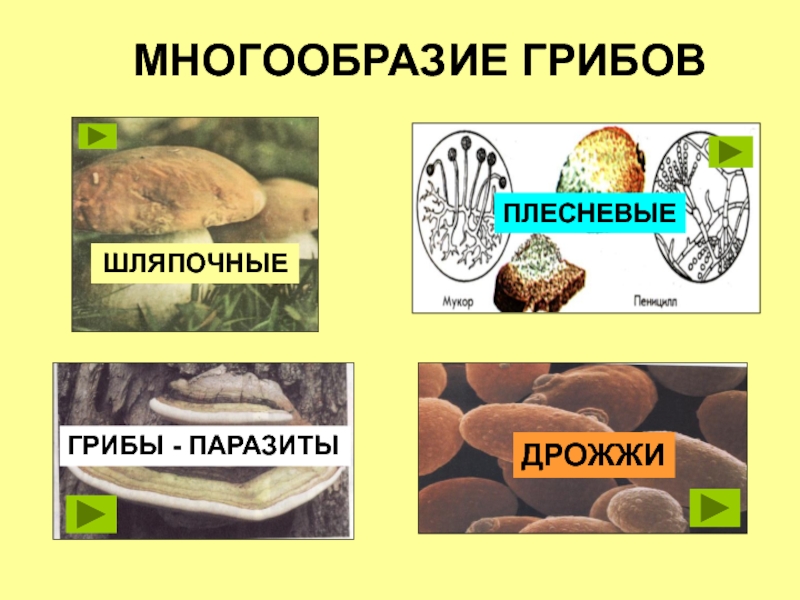 Плесневые грибы презентация биология 5 класс