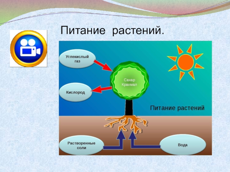 Дыхание и питание растений 3 класс окружающий мир схема